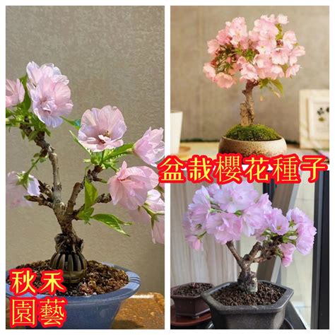 室內植物花|室內開花植物首選！新手也能輕鬆照料的5種花 